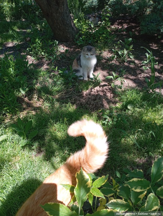 Вот компания какая — В мире животных: смешные фото питомцев и зверей