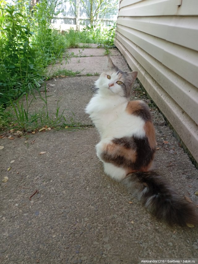 Вот компания какая — В мире животных: смешные фото питомцев и зверей