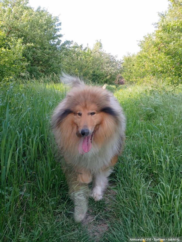 Вот компания какая — В мире животных: смешные фото питомцев и зверей