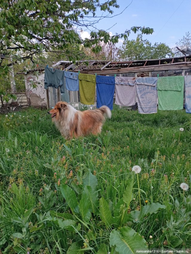 Вот компания какая — В мире животных: смешные фото питомцев и зверей (фото 6)