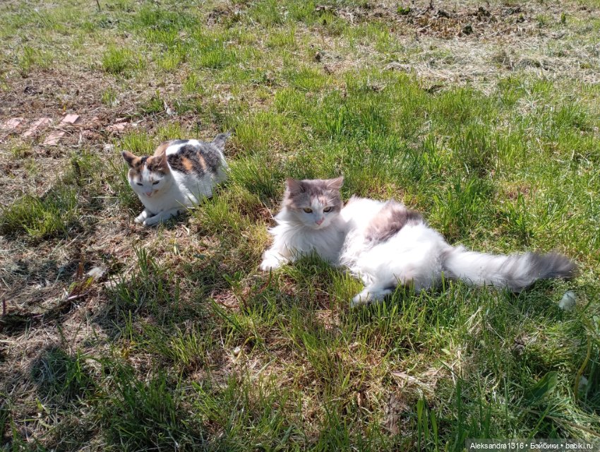 Вот компания какая — В мире животных: смешные фото питомцев и зверей (фото 7)