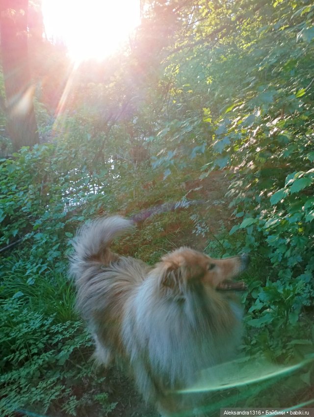 Вот компания какая — В мире животных: смешные фото питомцев и зверей