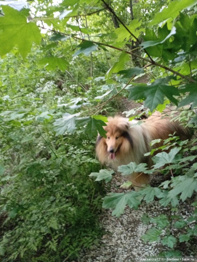 Вот компания какая — В мире животных: смешные фото питомцев и зверей