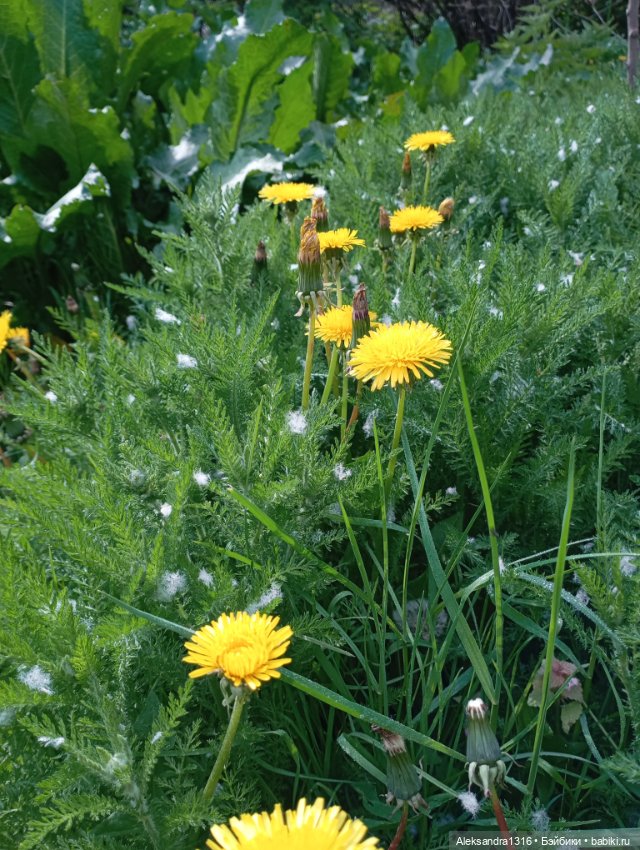 Вот компания какая — В мире животных: смешные фото питомцев и зверей (фото 2)