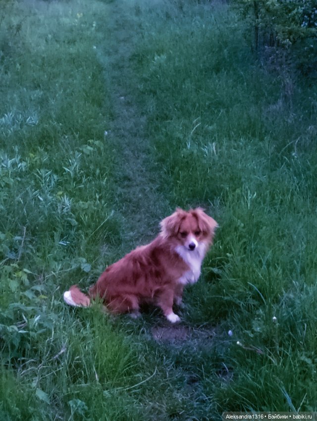 Вот компания какая — В мире животных: смешные фото питомцев и зверей