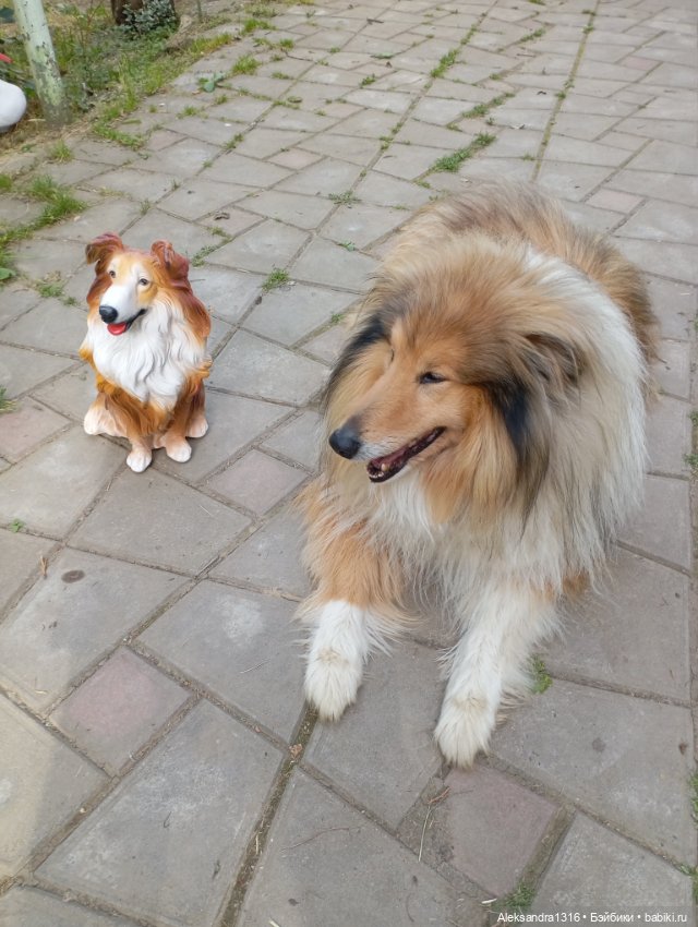 Вот компания какая — В мире животных: смешные фото питомцев и зверей