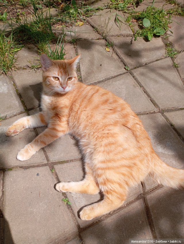 Вот компания какая — В мире животных: смешные фото питомцев и зверей