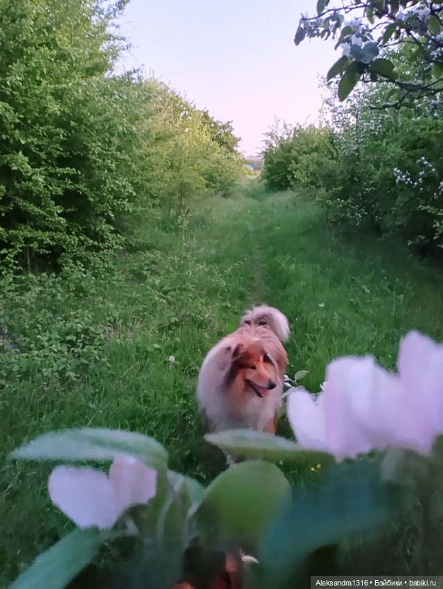 Вот компания какая — В мире животных: смешные фото питомцев и зверей