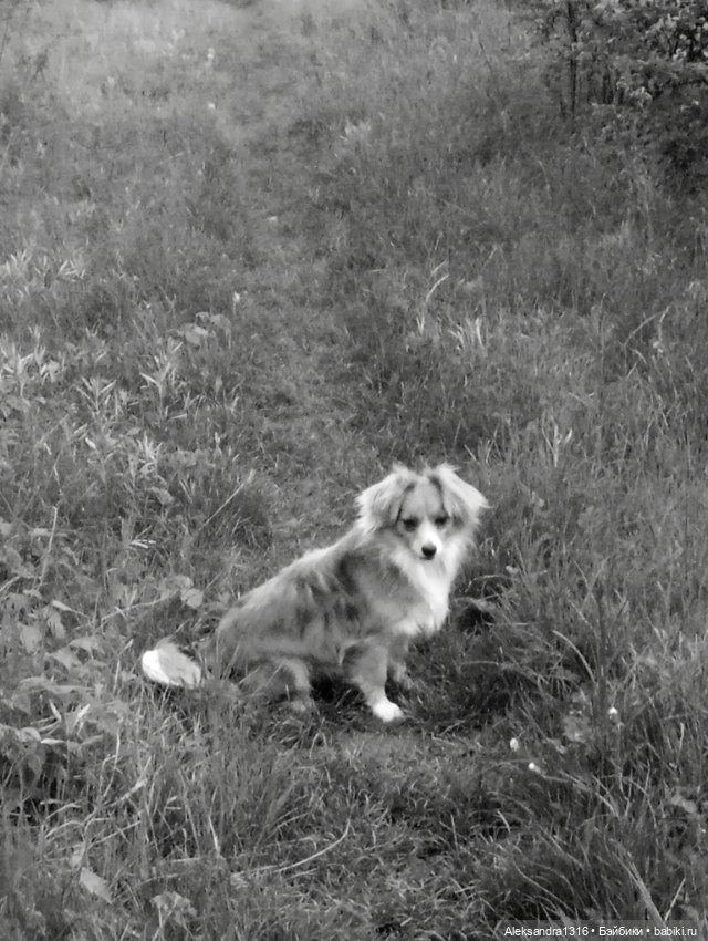 Вот компания какая — В мире животных: смешные фото питомцев и зверей