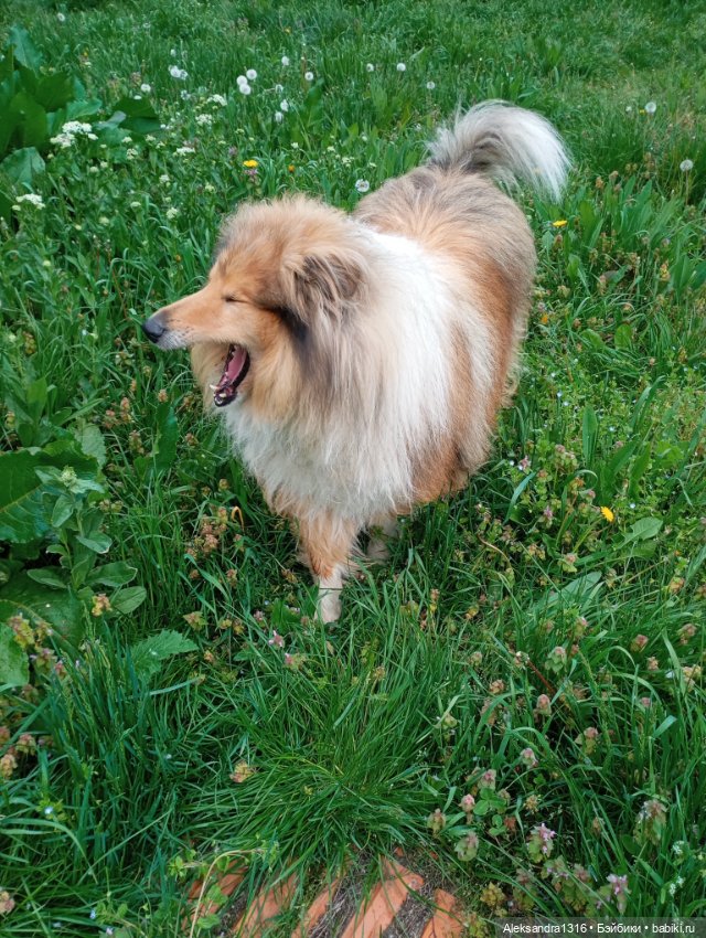 Вот компания какая — В мире животных: смешные фото питомцев и зверей (фото 4)