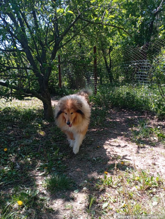 Вот компания какая — В мире животных: смешные фото питомцев и зверей