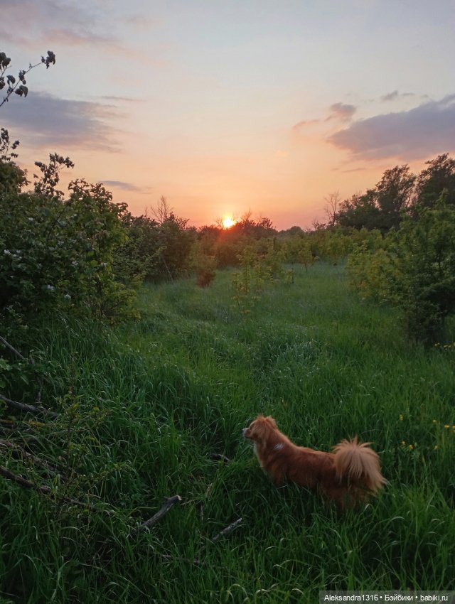 Вот компания какая — В мире животных: смешные фото питомцев и зверей