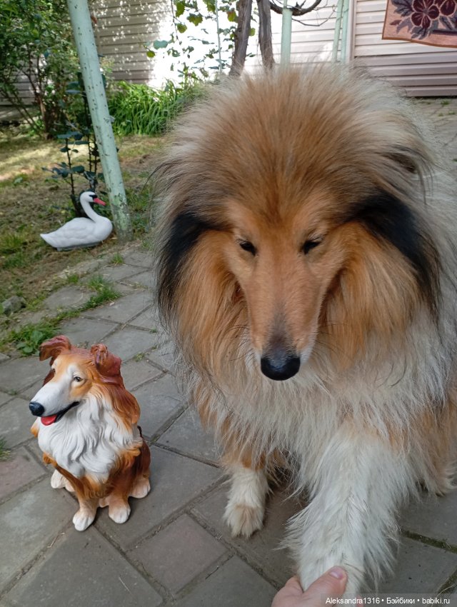 Вот компания какая — В мире животных: смешные фото питомцев и зверей