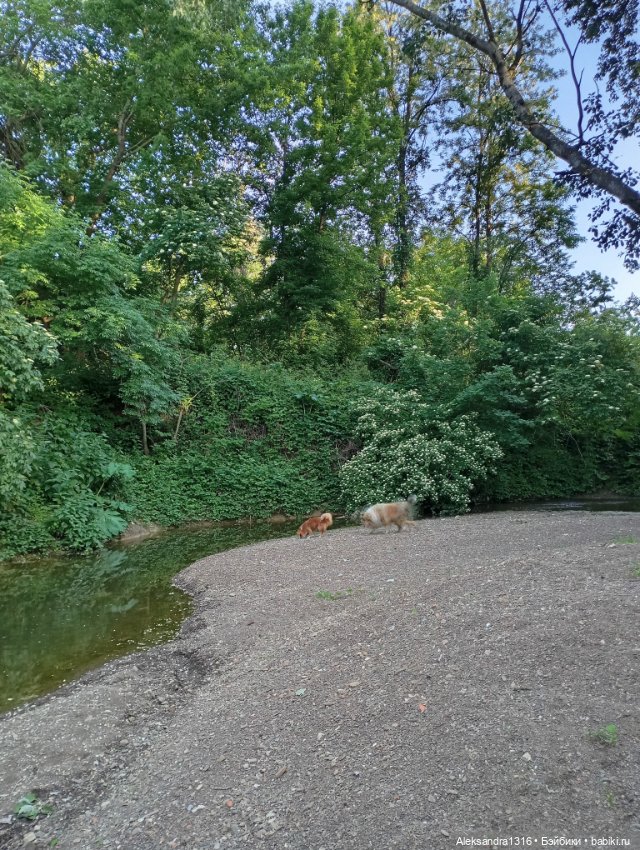 Вот компания какая — В мире животных: смешные фото питомцев и зверей