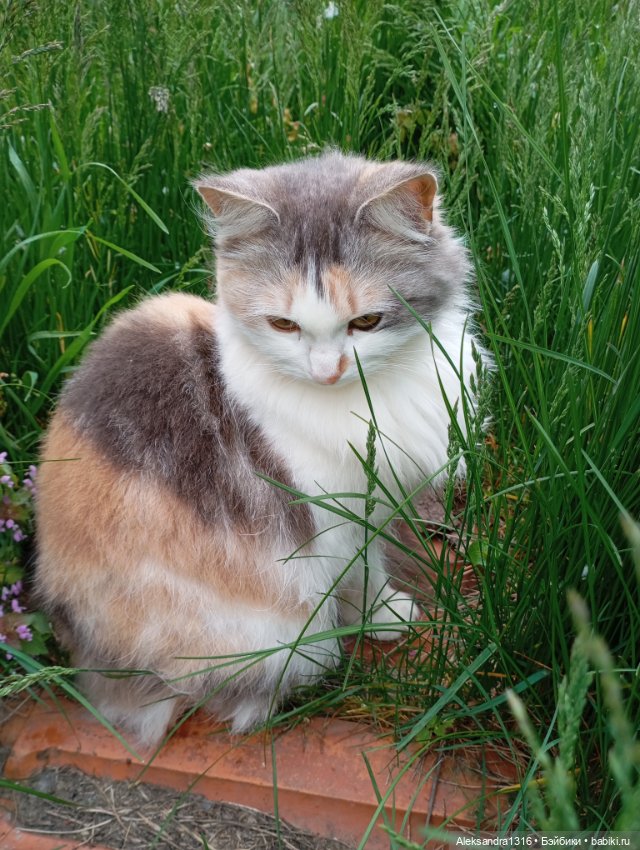 Вот компания какая — В мире животных: смешные фото питомцев и зверей