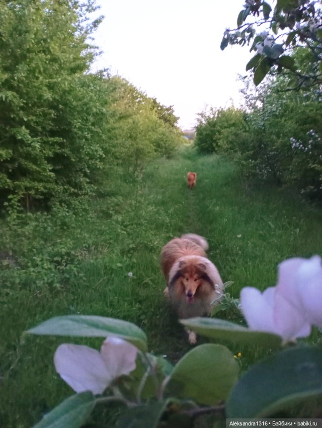 Вот компания какая — В мире животных: смешные фото питомцев и зверей