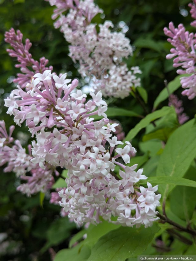 День Рождения Ruby Red — Куклы Ruby Red (Руби Ред) Fashion Friends: Siblies