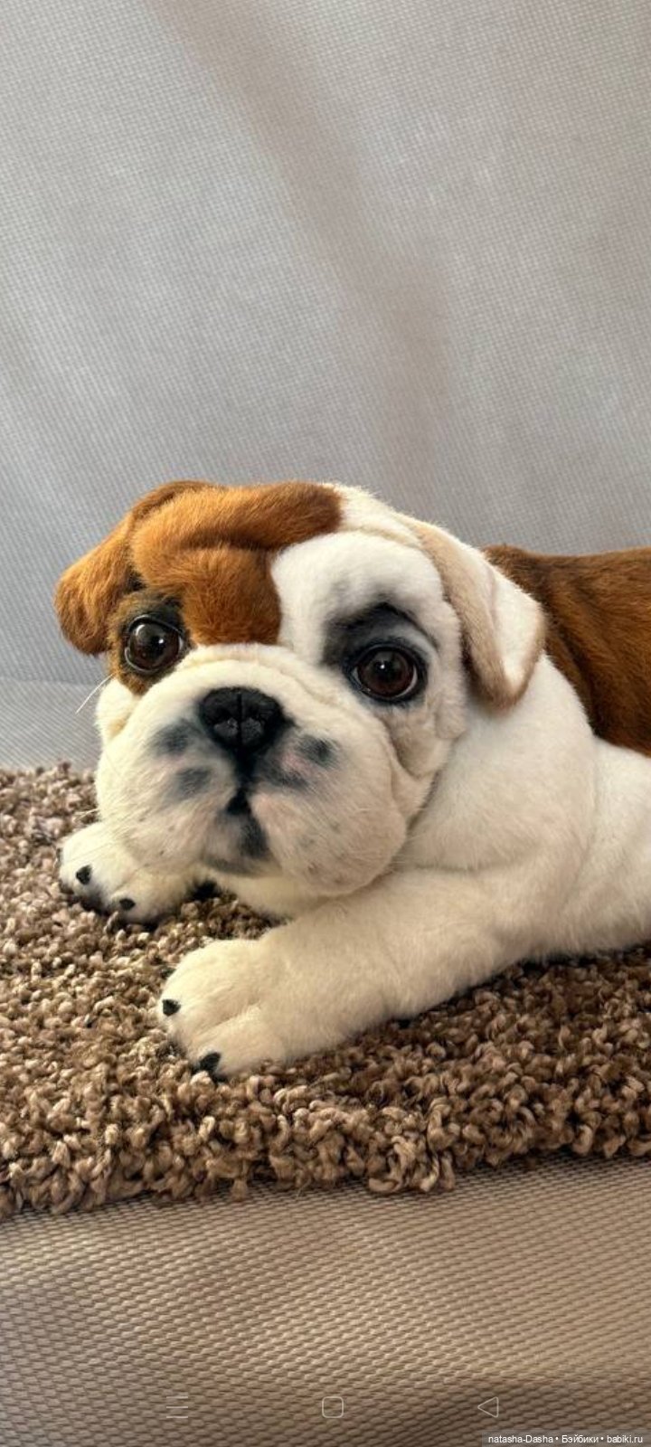 Бульдожка 🐶🐾🐕 — Игрушки в смешанной технике (мех и глина): Арт (фото 8)