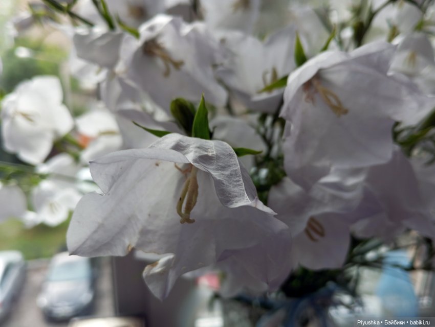 Цветы и куклы — Красивая природа и цветы: фото пейзажей (фото 5)