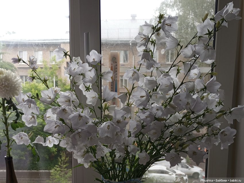 Цветы и куклы — Красивая природа и цветы: фото пейзажей (фото 4)