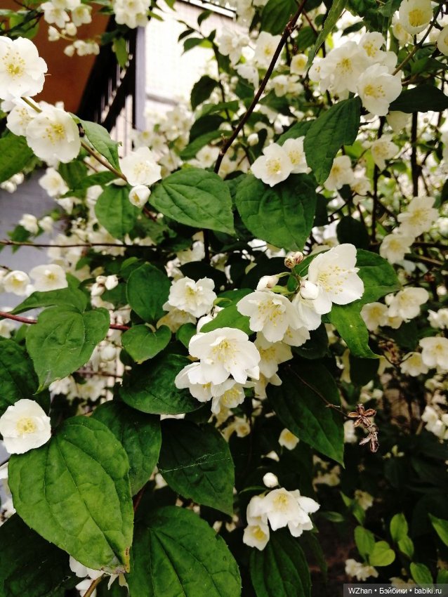 На площадке — Портретные куклы знаменитостей: звезды кино