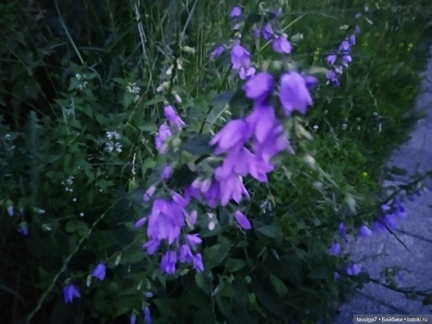 Лита 2025 — Азиатские виниловые куклы (разное): Китай