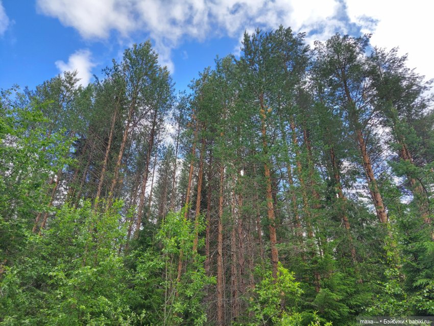 Там, на неведомых дорожках-2