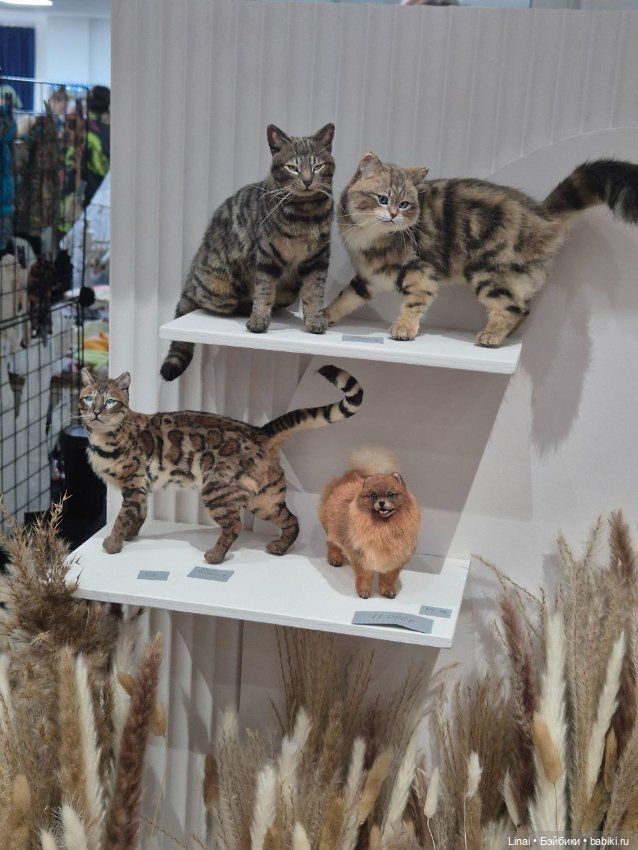 Этот удивительный Доллскар