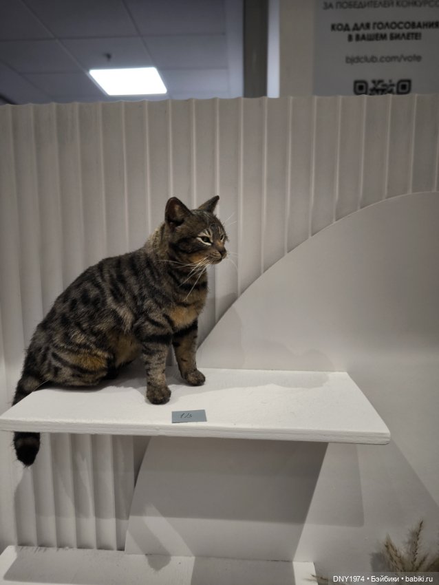 Доллскар, удивительный мир, ч. 4