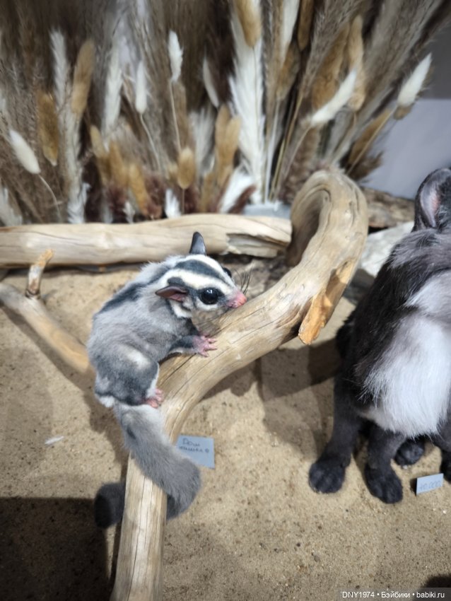 Доллскар, удивительный мир, ч. 4