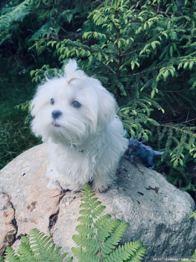 Лесная фотосессия Дракоши (с юмором)