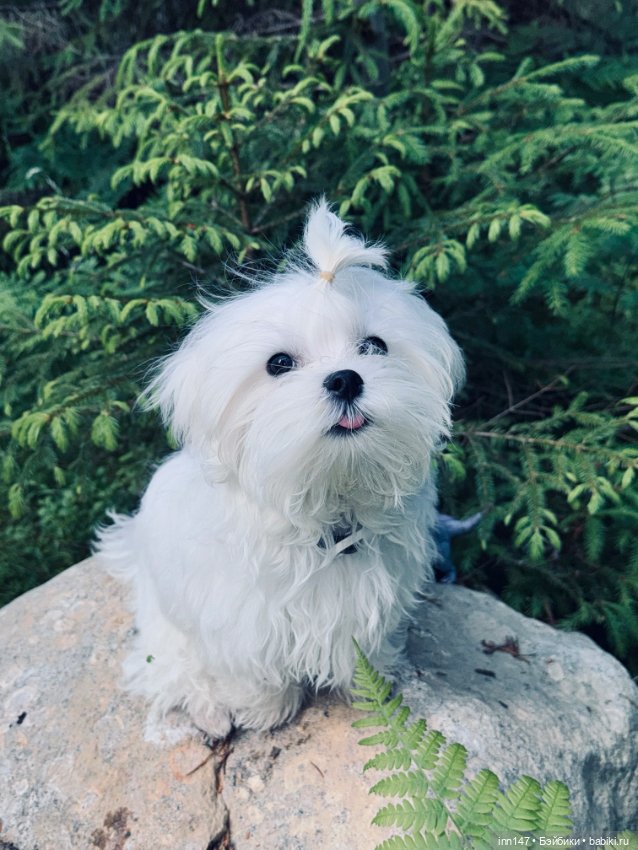 Лесная фотосессия Дракоши (с юмором)