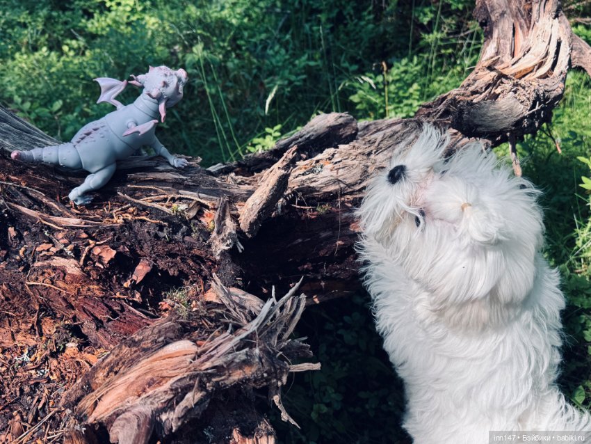 Лесная фотосессия Дракоши (с юмором)