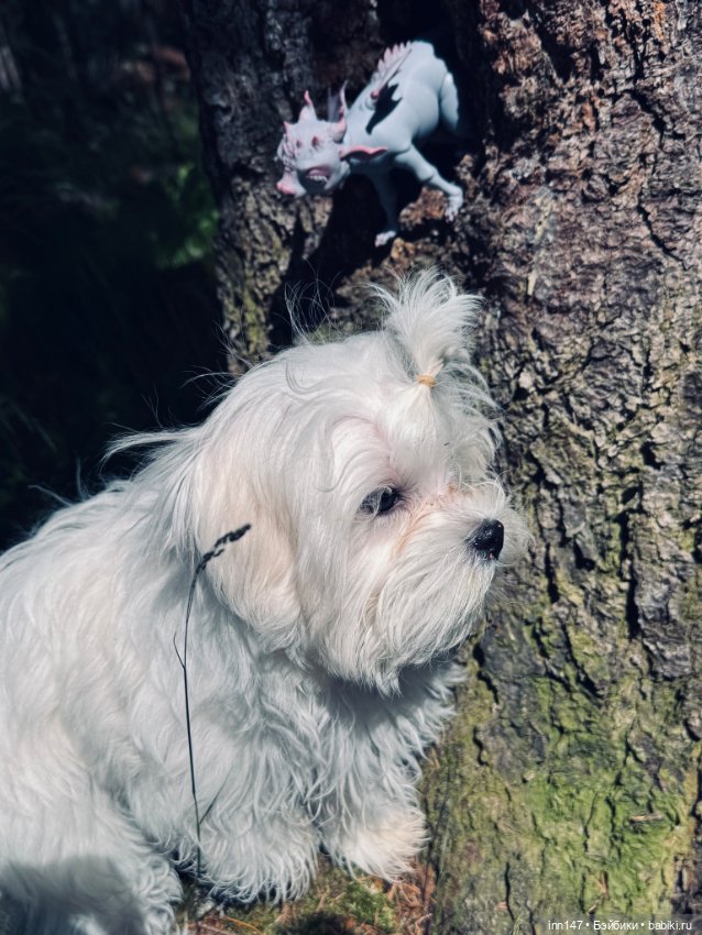 Лесная фотосессия Дракоши (с юмором)