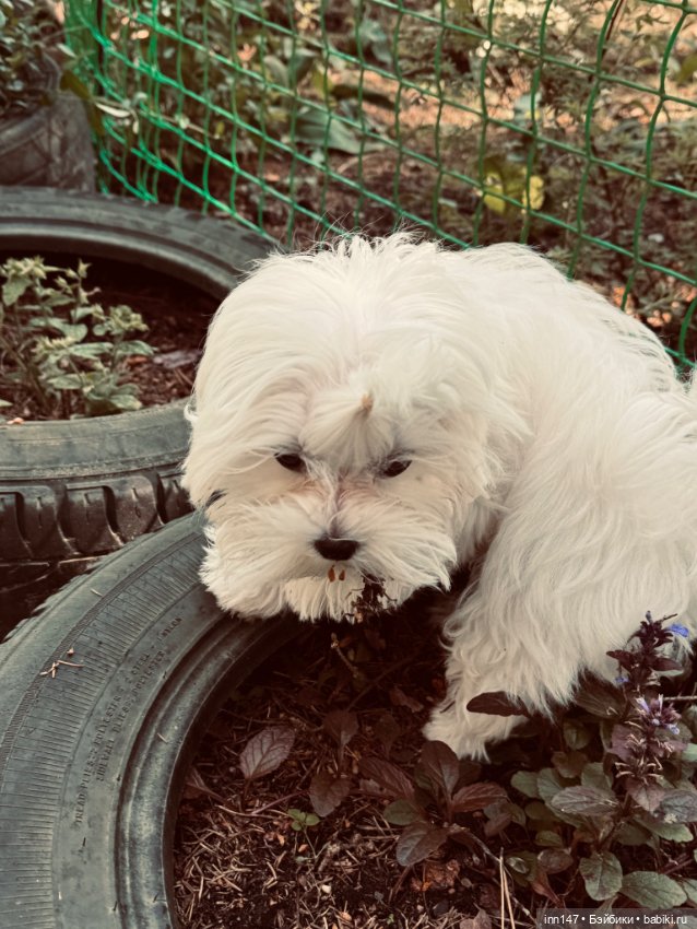 Лесная фотосессия Дракоши (с юмором)