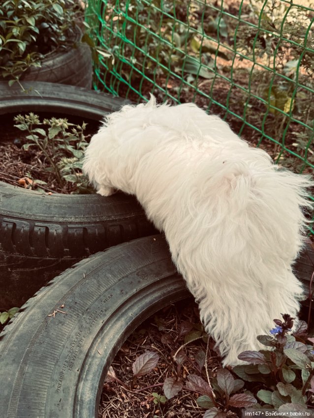 Лесная фотосессия Дракоши (с юмором)