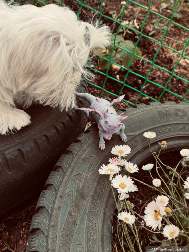 Лесная фотосессия Дракоши (с юмором)