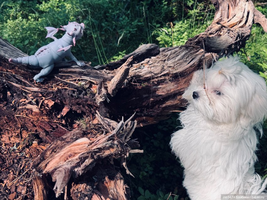 Лесная фотосессия Дракоши (с юмором)