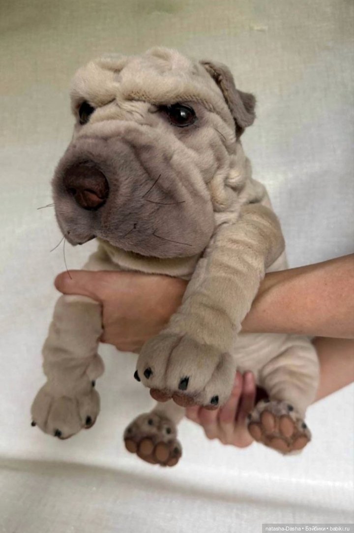 Шарпейка 🐾🐶🐕 — Игрушки в смешанной технике (мех и глина): Арт