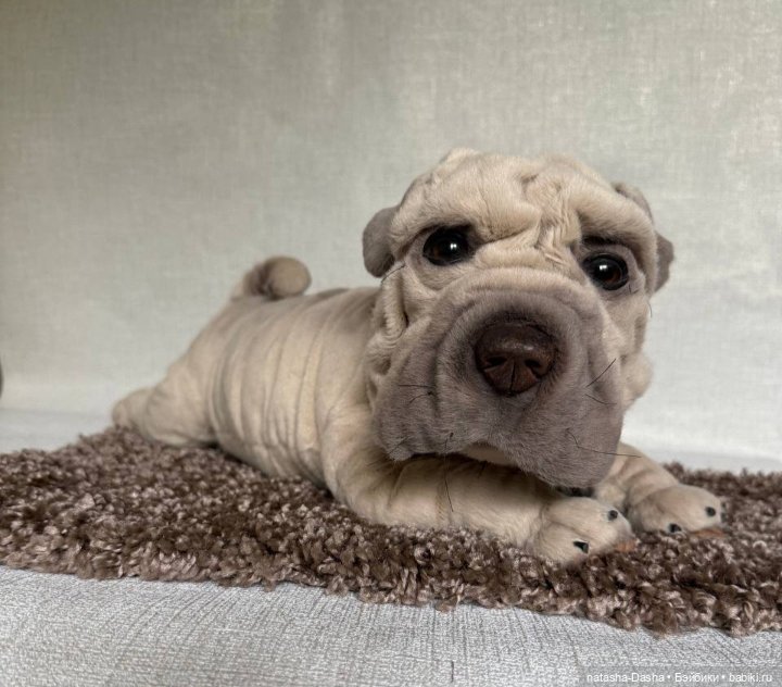 Шарпейка 🐾🐶🐕 — Игрушки в смешанной технике (мех и глина): Арт (фото 6)