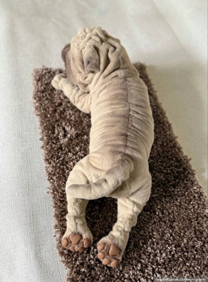 Шарпейка 🐾🐶🐕 — Игрушки в смешанной технике (мех и глина): Арт (фото 10)