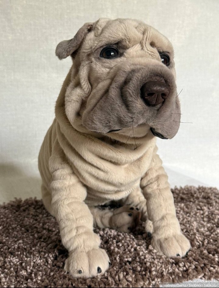 Шарпейка 🐾🐶🐕 — Игрушки в смешанной технике (мех и глина): Арт (фото 3)