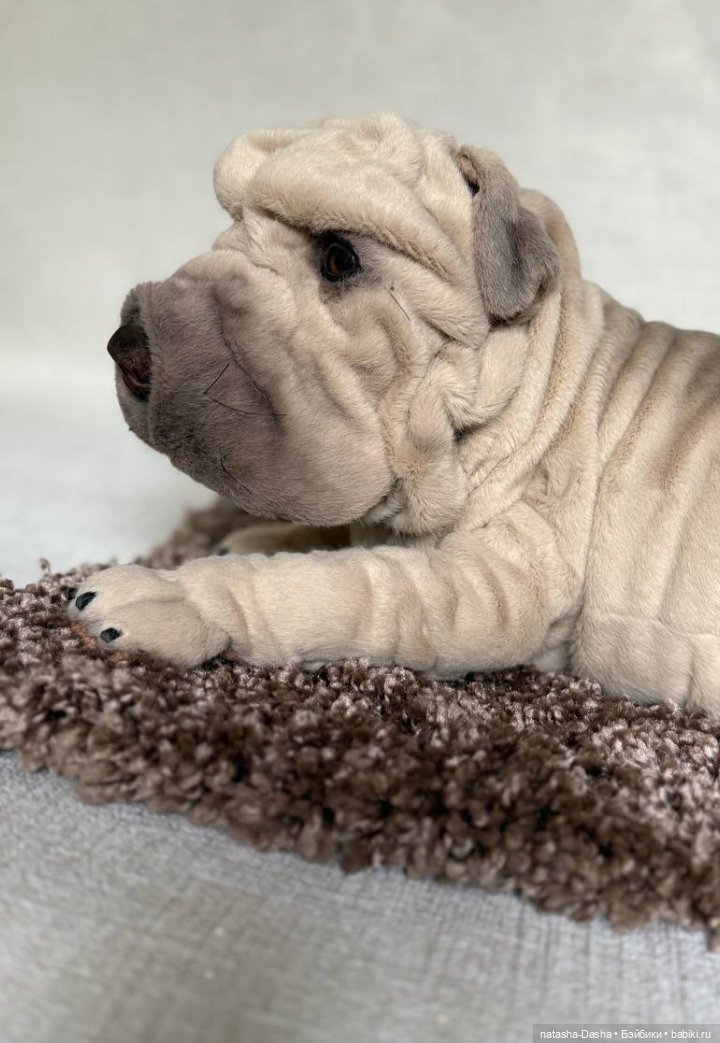 Шарпейка 🐾🐶🐕 — Игрушки в смешанной технике (мех и глина): Арт (фото 7)