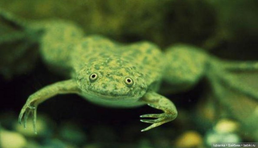 Мой новенький глазастик🐸 — Винтажные куклы ГДР (Немки): Бигги