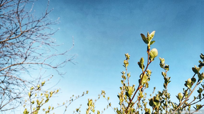 Дик. Хутор — Экшн