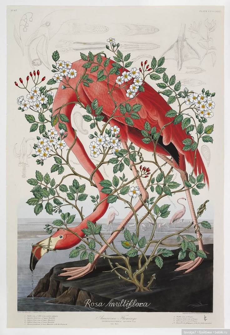 23 июня - День Розового Фламинго (фото 5)