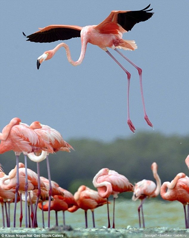 23 июня - День Розового Фламинго