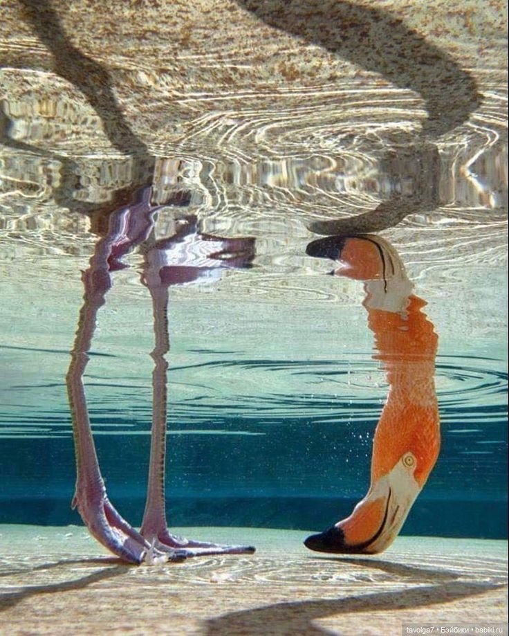 23 июня - День Розового Фламинго