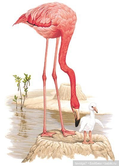23 июня - День Розового Фламинго