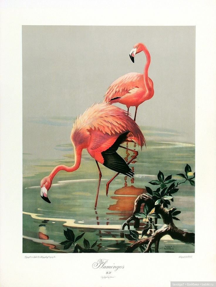 23 июня - День Розового Фламинго (фото 4)
